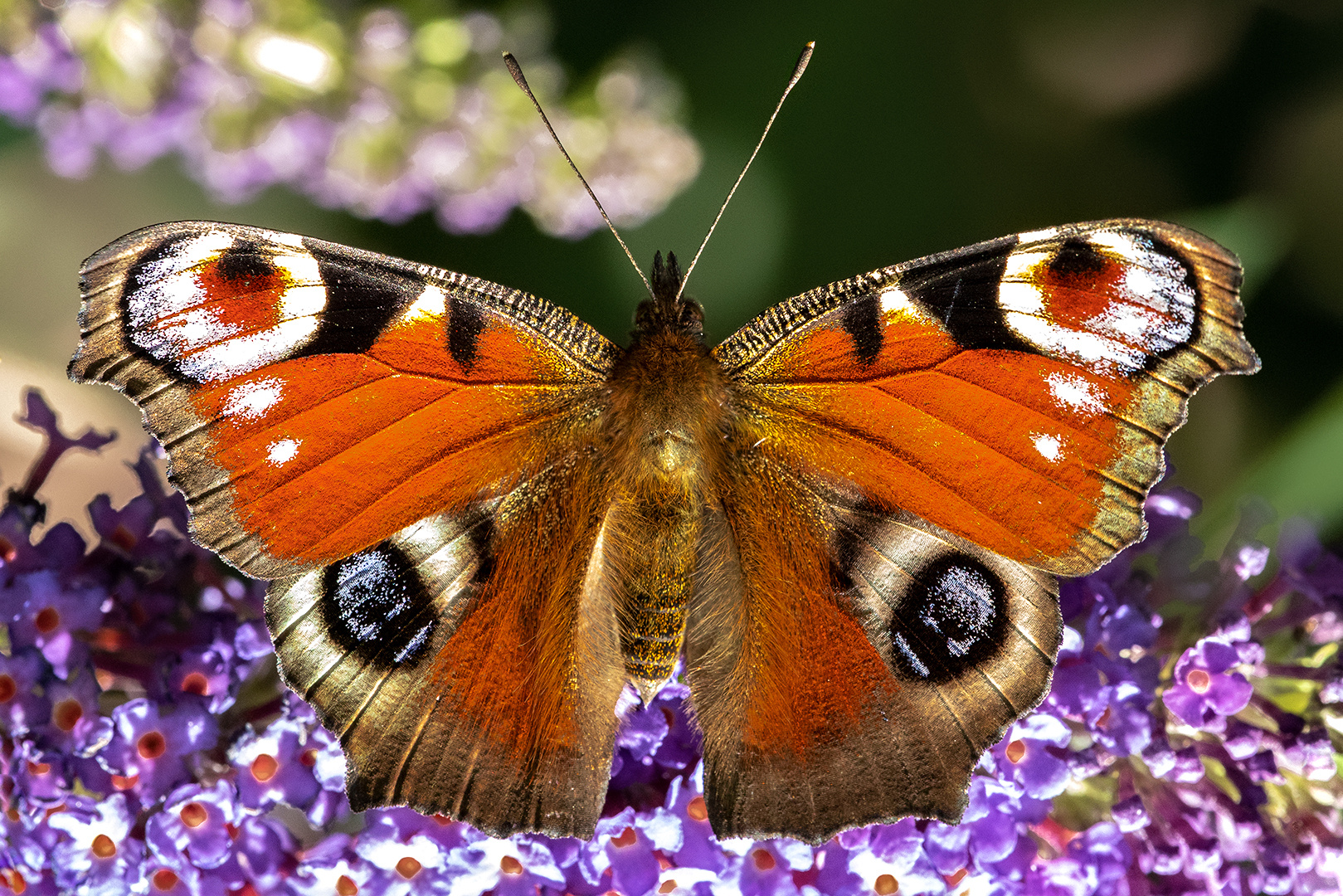 Pfauenauge auf Sommerflieder