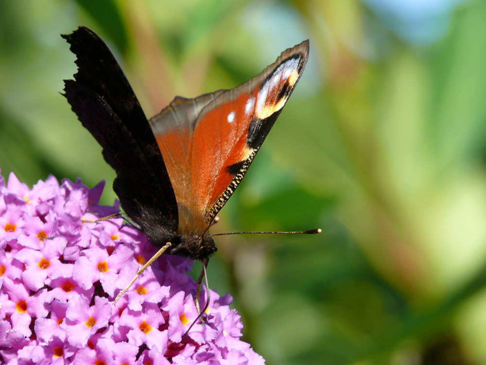 Pfauenauge auf Sommerflieder