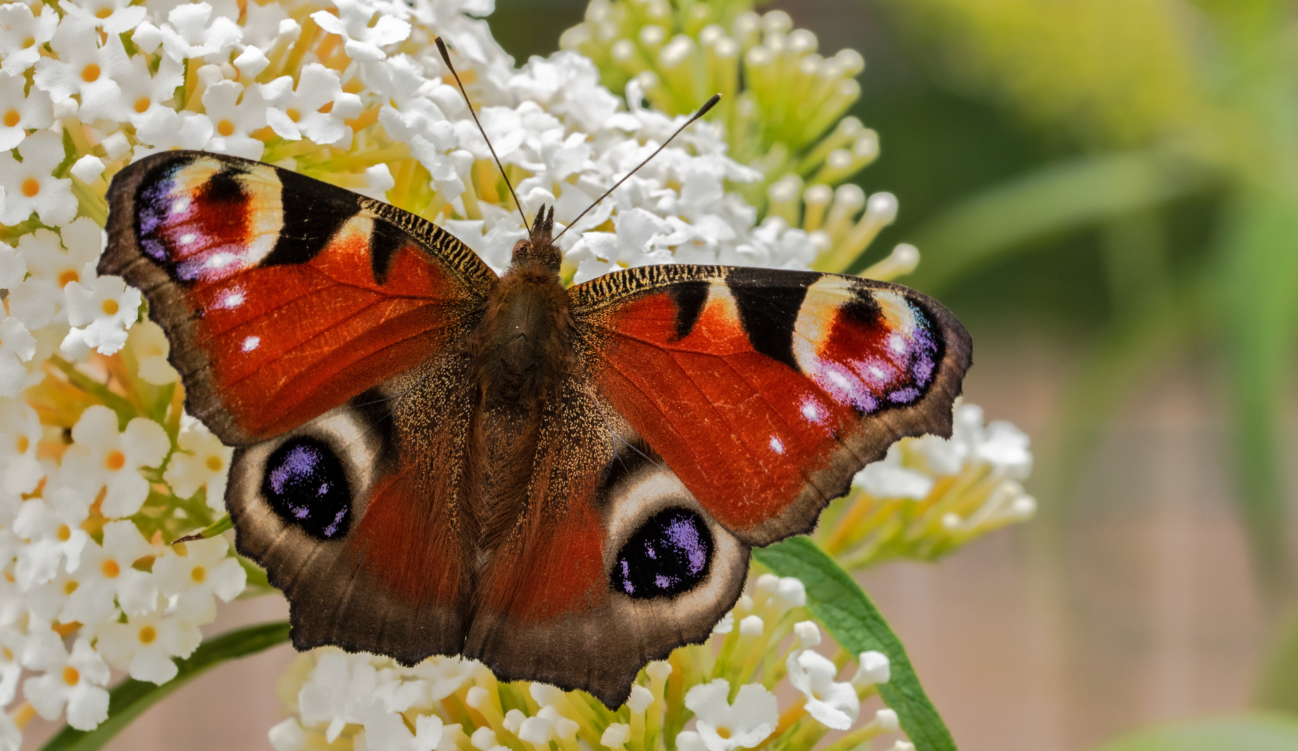 Pfauenauge  auf Sommerflieder001