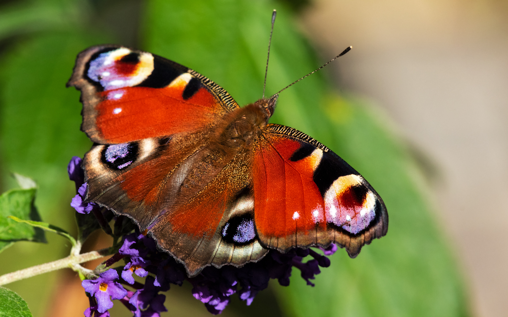 Pfauenauge  auf Sommerflieder002