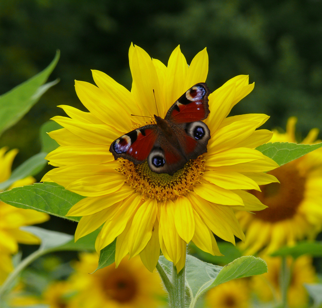 Pfauenauge auf Sonnenblume