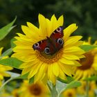 Pfauenauge auf Sonnenblume