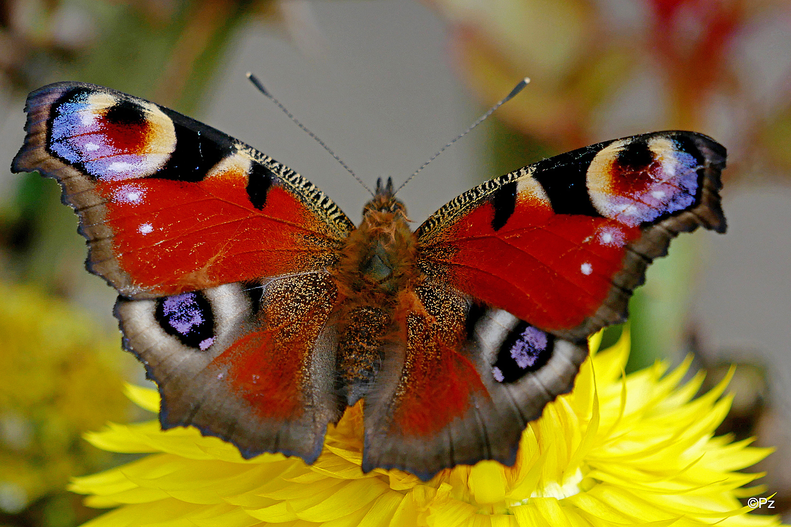 Pfauenauge auf Strohblume ...