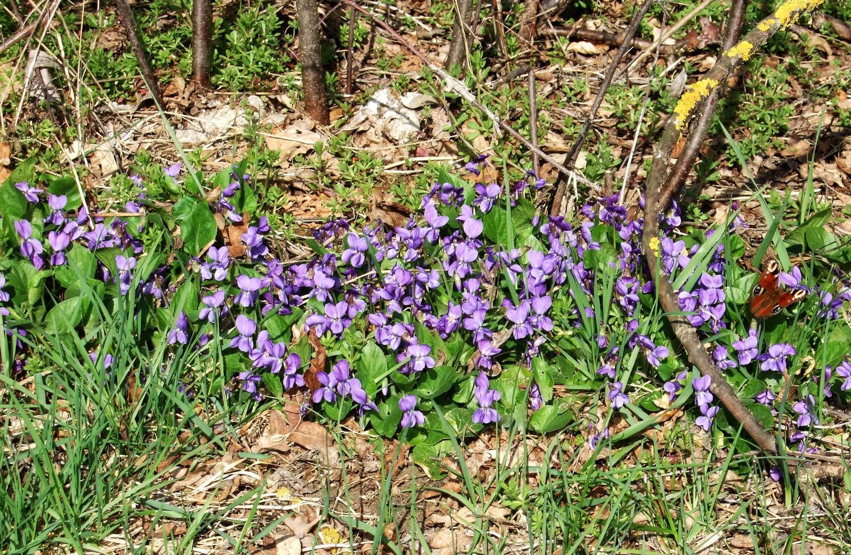 Pfauenauge begrüßt den Frühling