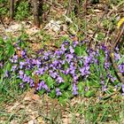 Pfauenauge begrüßt den Frühling