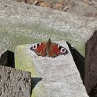 Pfauenauge bei mir im Garten