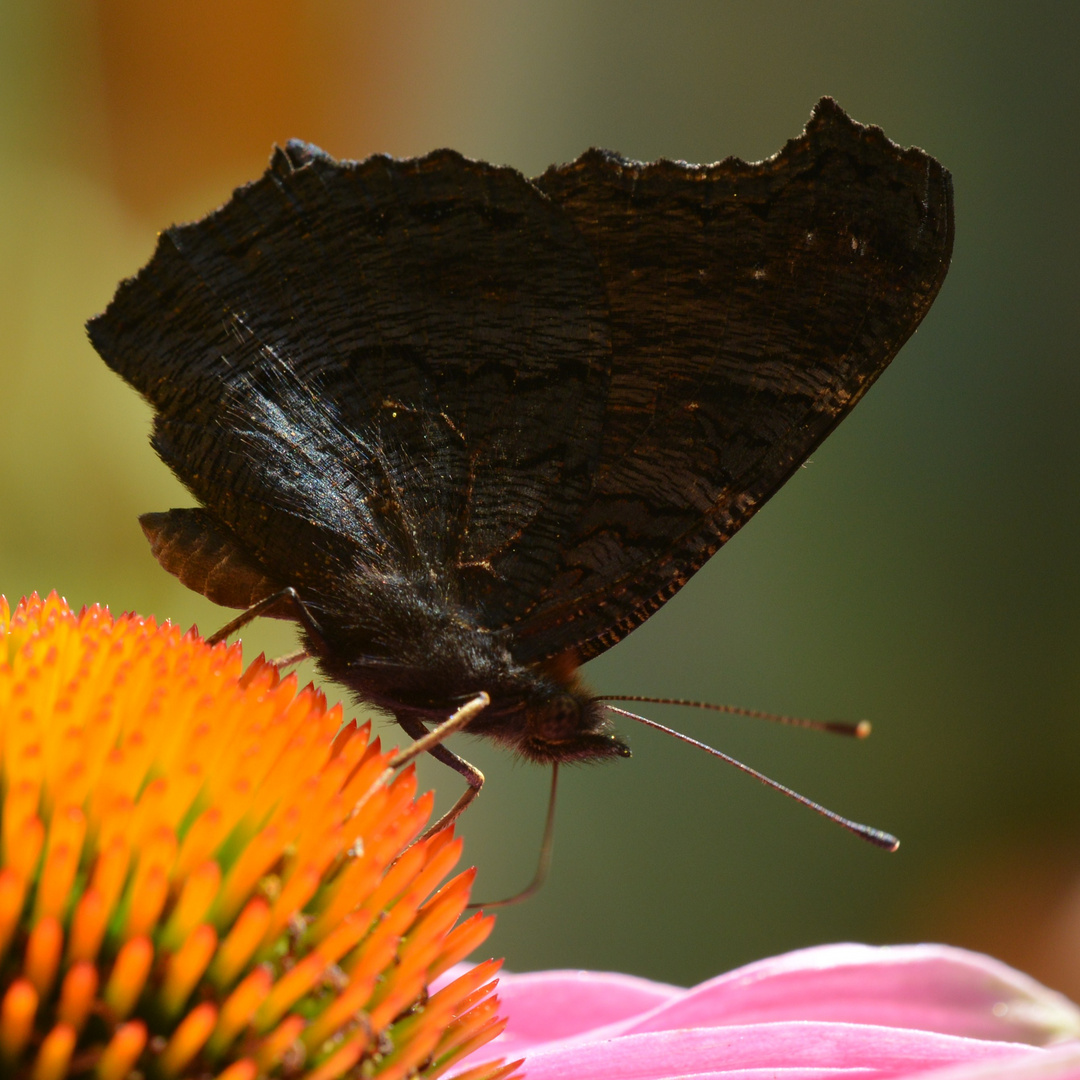 Pfauenauge beim Frühstück auf einer Blüte