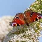 Pfauenauge beim Nektarschlürfen