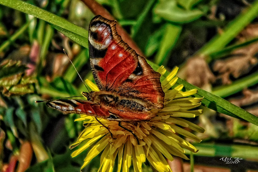 Pfauenauge beim Sonnenbad