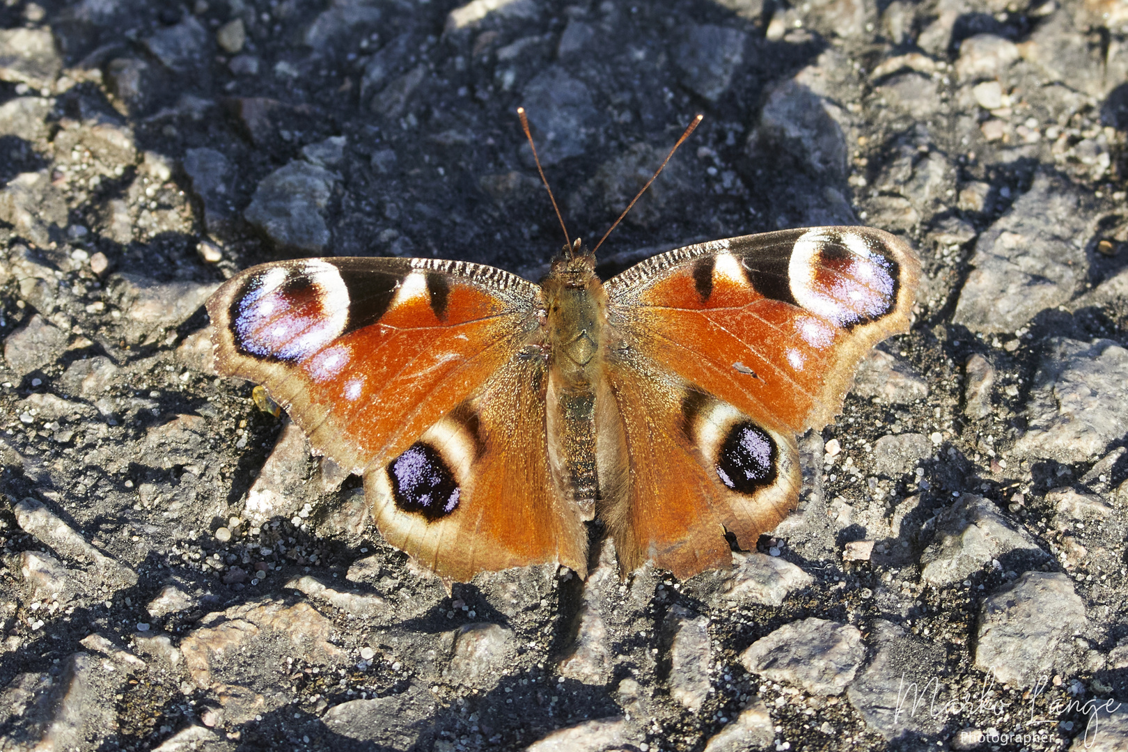 Pfauenauge beim Sonnenbad