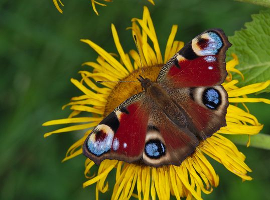Pfauenauge