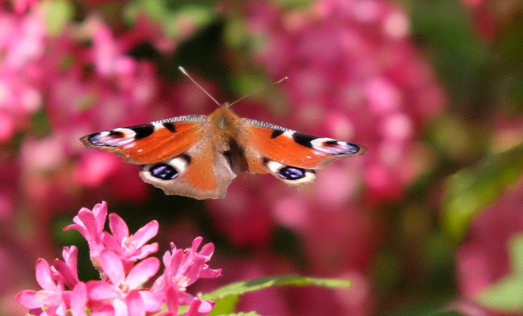 Pfauenauge im Flug