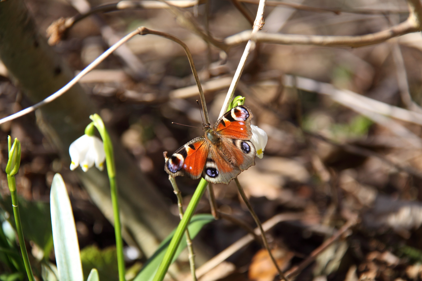 Pfauenauge im Frühling