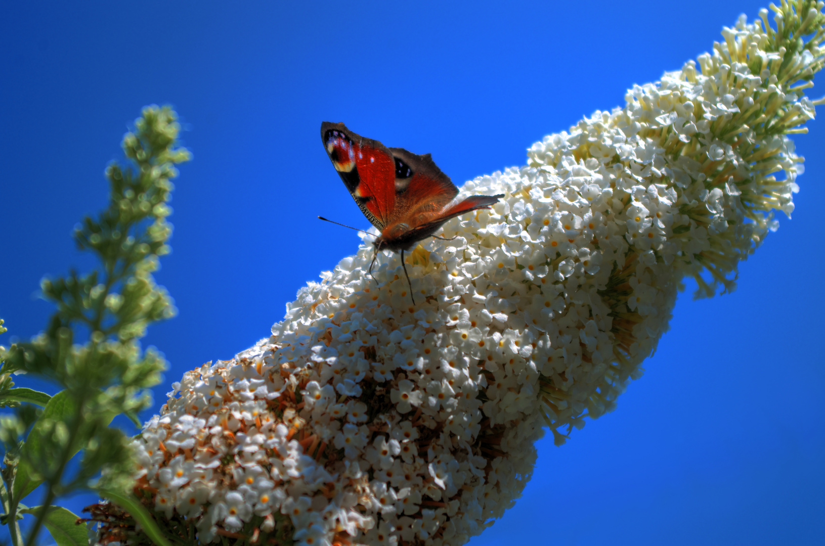 Pfauenauge im Frühling