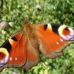 Pfauenauge im Harz