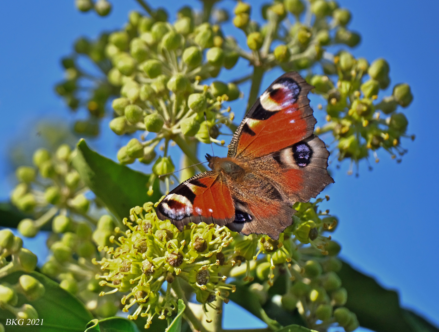 Pfauenauge im Herbst