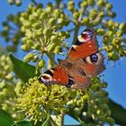 Pfauenauge im Herbst