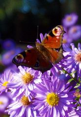 Pfauenauge im Herbst