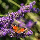 Pfauenauge im Lavendel