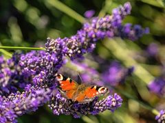 Pfauenauge im Lavendel