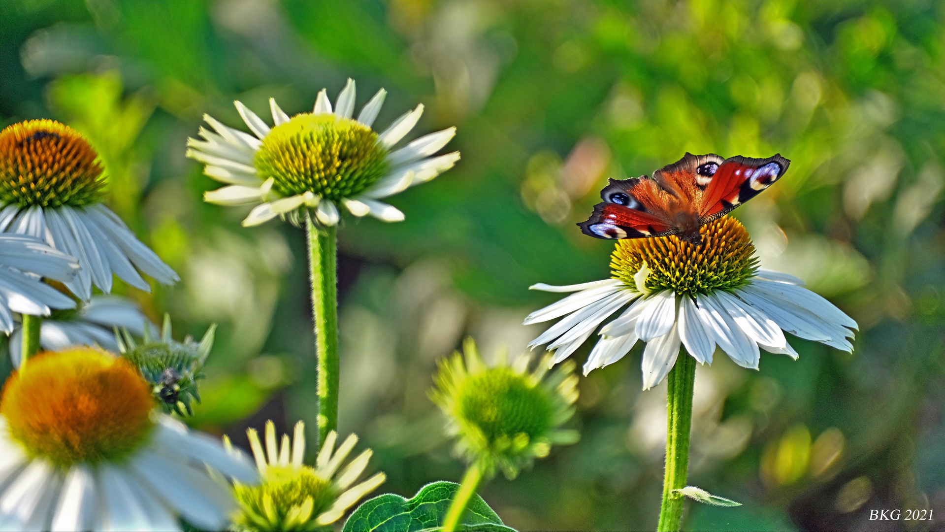 Pfauenauge im Sommer 2021