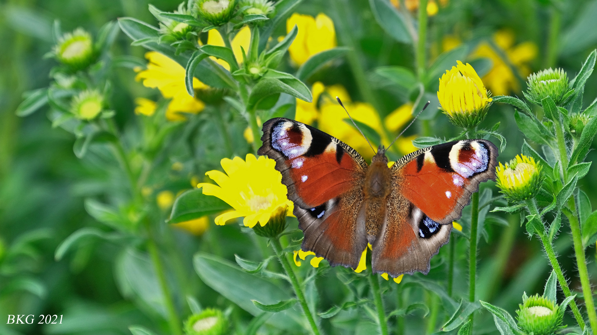 Pfauenauge im Sommer 