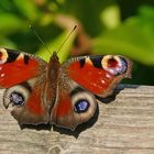 Pfauenauge im wärmenden Sonnenlicht