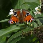 Pfauenauge in der Herbstsonne