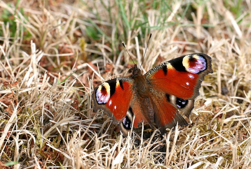 Pfauenauge in norddeutscher Steppe :-)