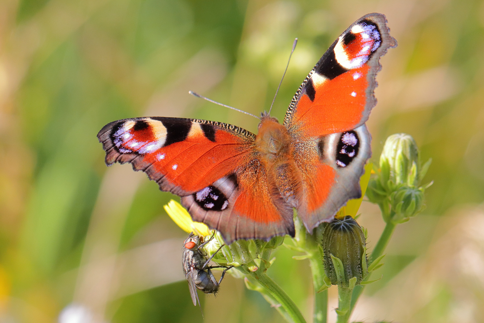 Pfauenauge mit Fliege