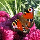 Pfauenauge / Peacock butterfly