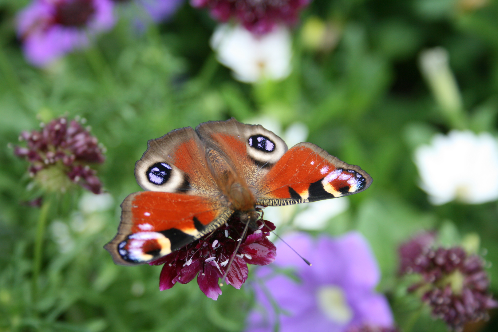 Pfauenauge Schmetterling 2