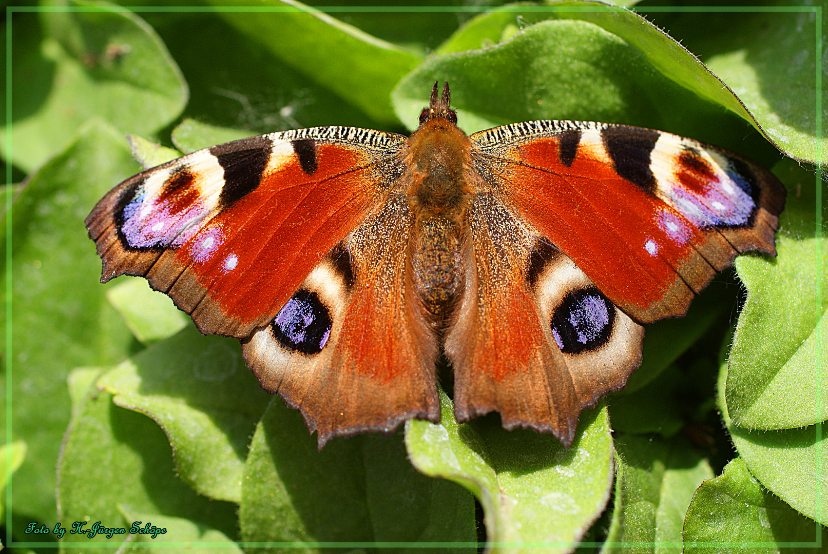 Pfauenauge Schmetterling 2