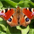 Pfauenauge Schmetterling 2