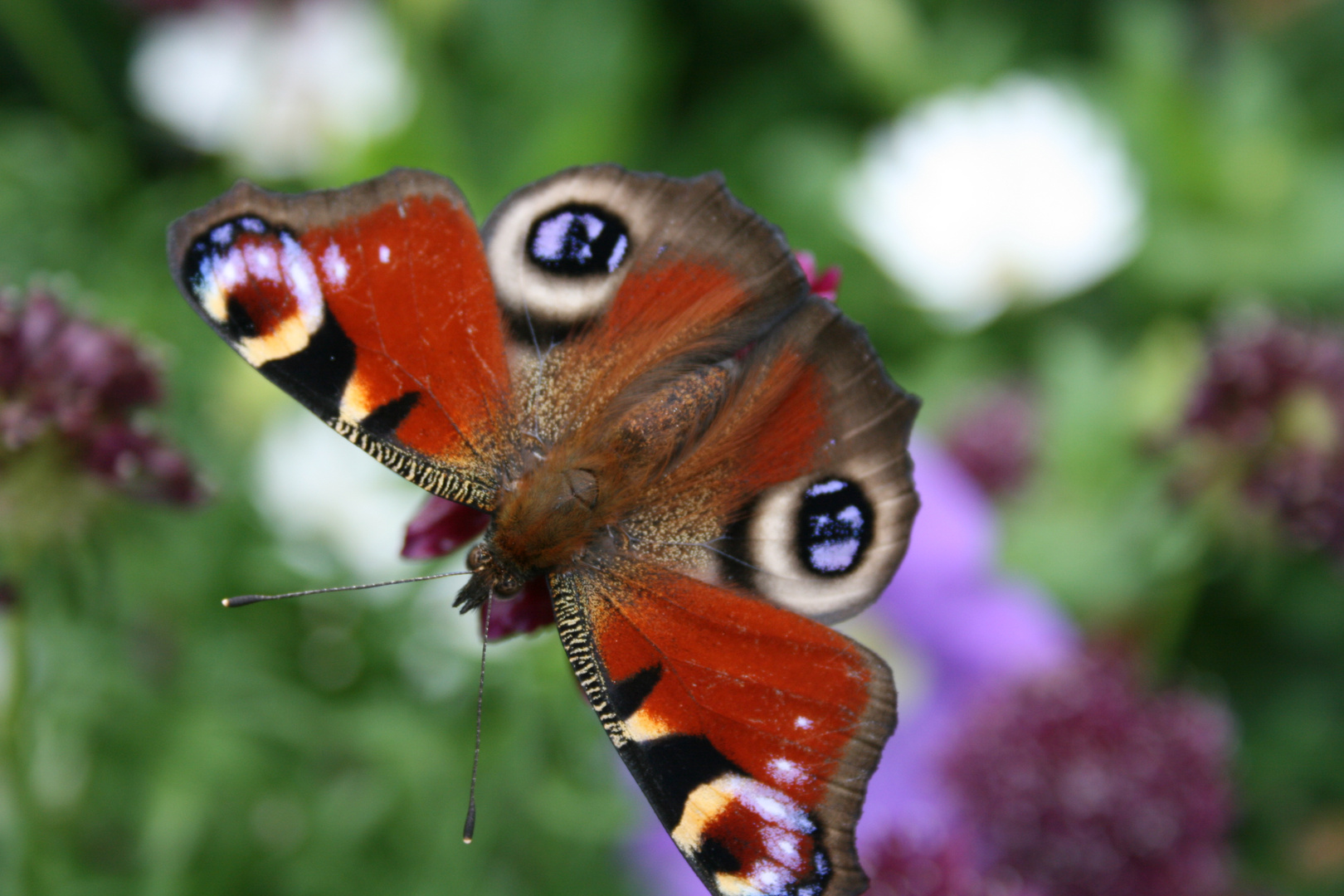 Pfauenauge Schmetterling