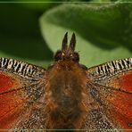 Pfauenauge Schmetterling Porträt