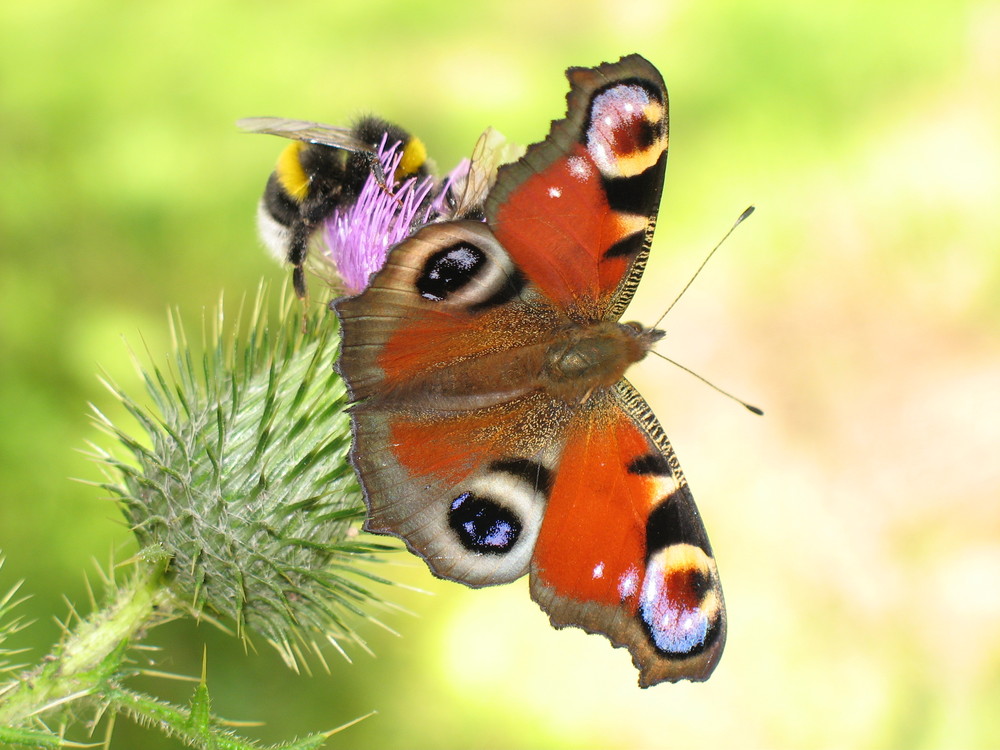 Pfauenauge und Hummel auf der Distelblüte