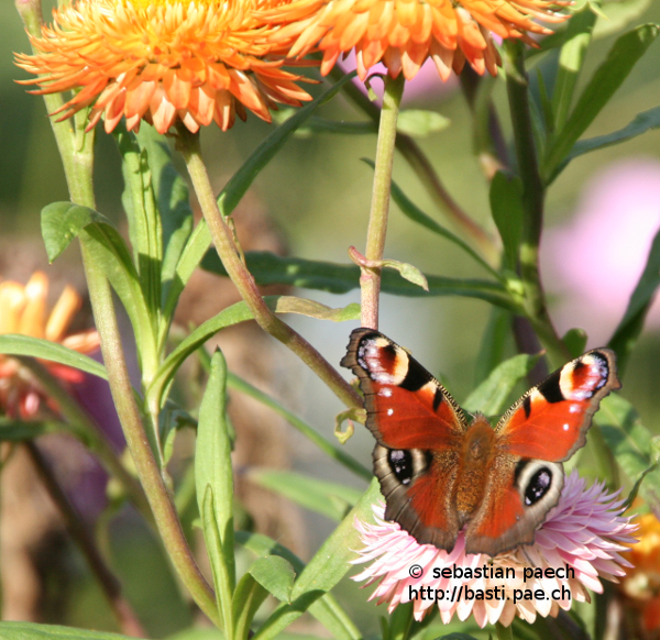 Pfauenauge zw. Blumen