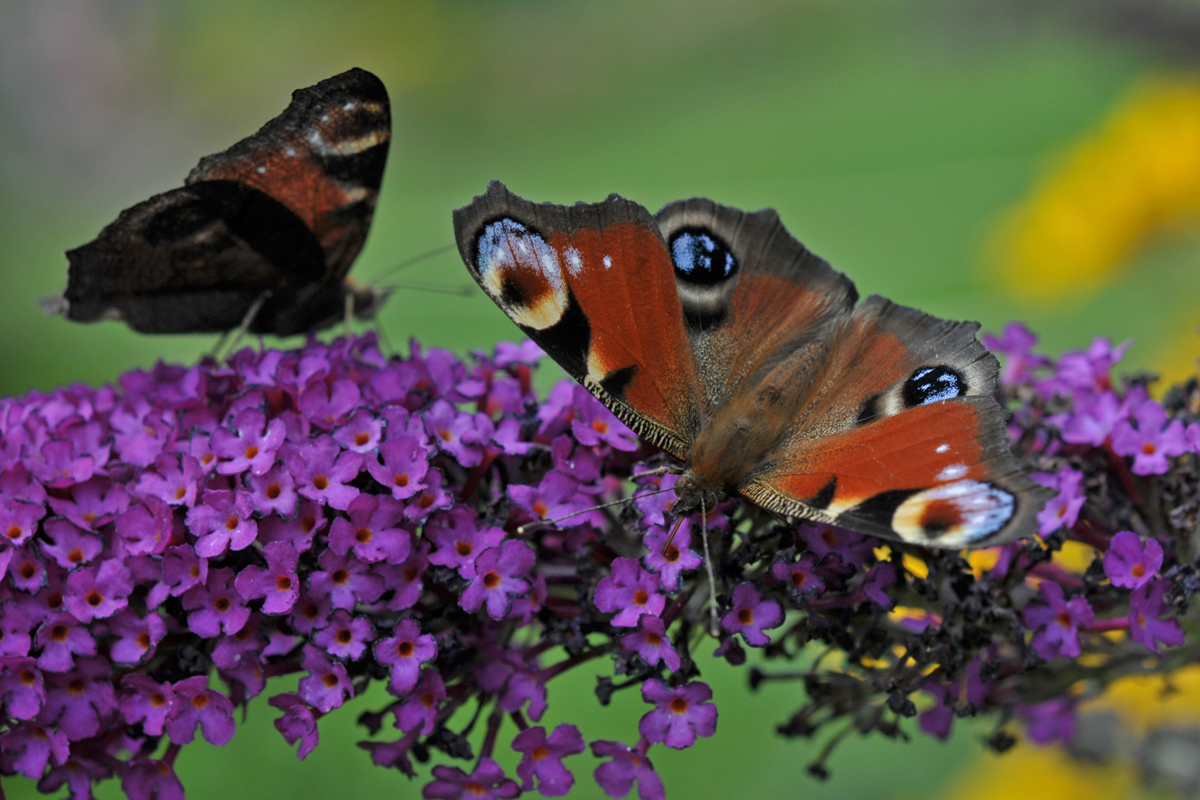 Pfauenaugen am Sommerflieder