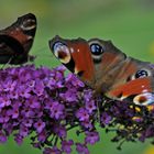 Pfauenaugen am Sommerflieder