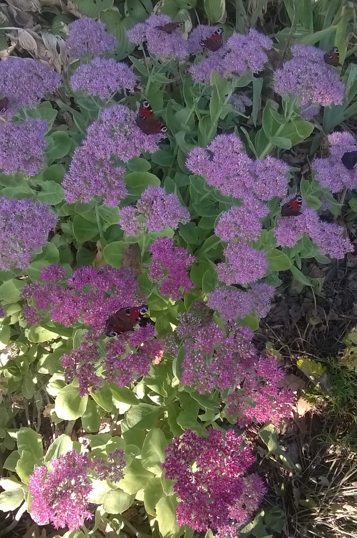 Pfauenaugen auf Fetter Henne im Spätsommer