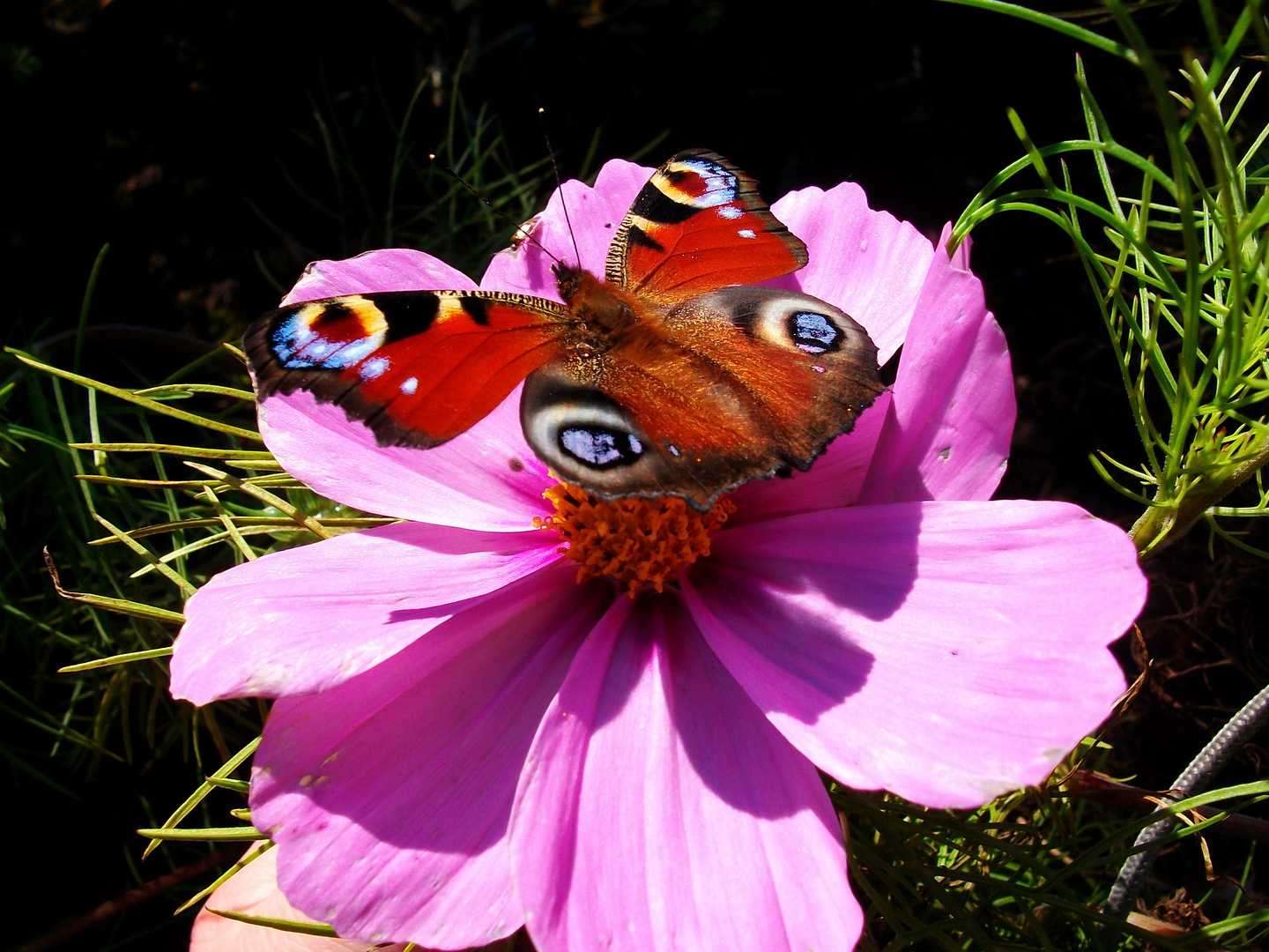 Pfauenaugen in Abflugposition