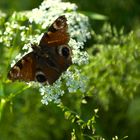 Pfauenaugen-Methusalem in leichtem Gegenlicht.....