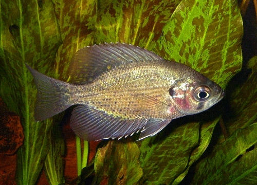 Pfauenaugen-Sonnenbarsch (Centrarchus macropterus)