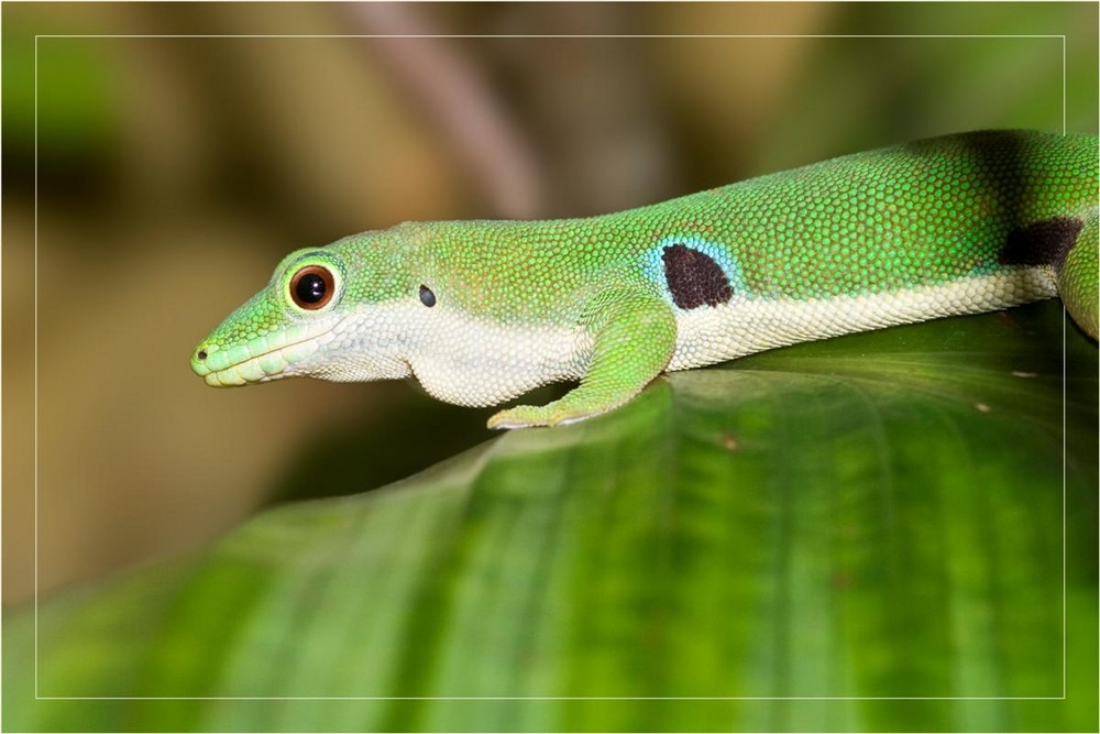 Pfauenaugen-Taggecko