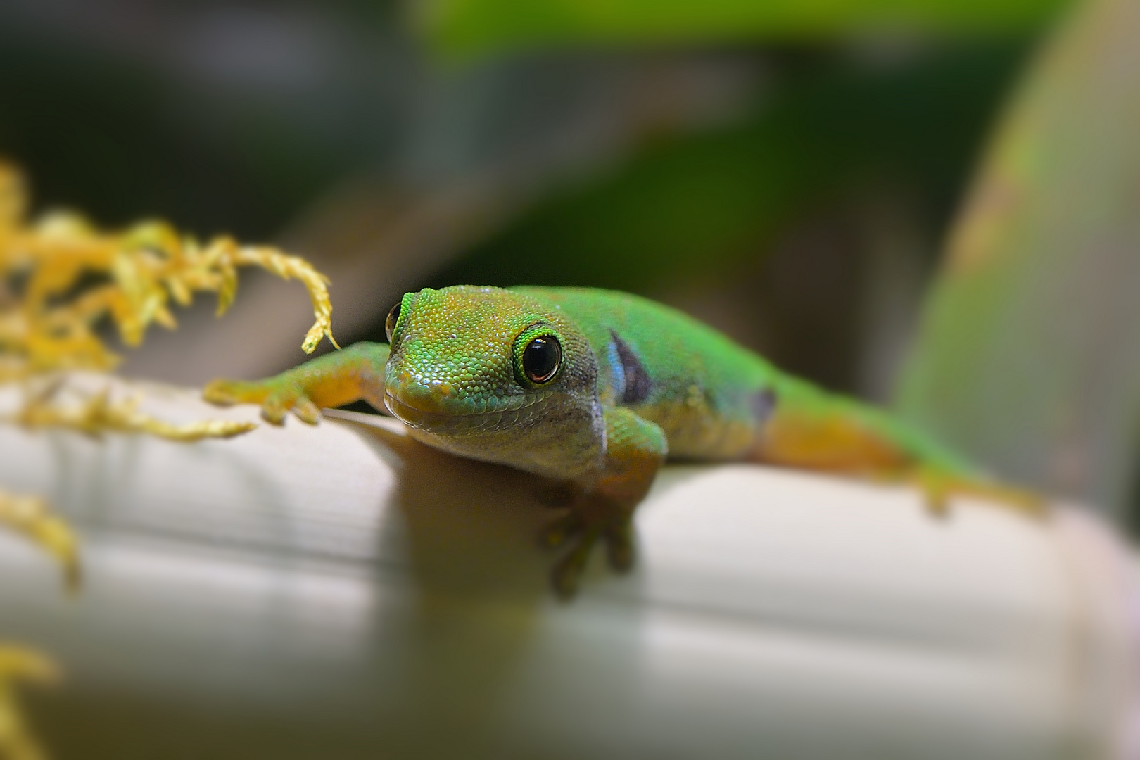 Pfauenaugen-Taggecko