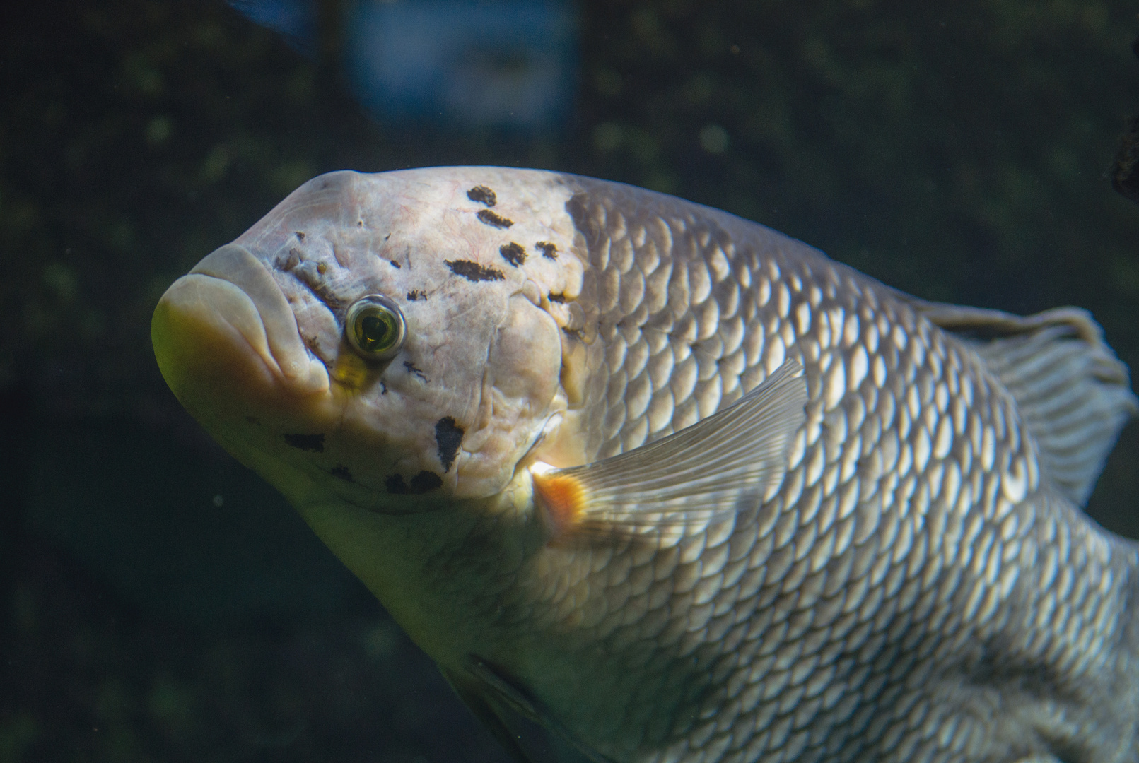 Pfauenaugenbuntbarsch - fotografiert im Aquarium des Münchner Tierparkes Hellabrunn