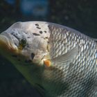 Pfauenaugenbuntbarsch - fotografiert im Aquarium des Münchner Tierparkes Hellabrunn