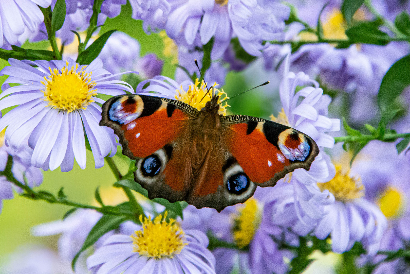 Pfauenauge_Peacock butterfly