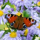 Pfauenauge_Peacock butterfly